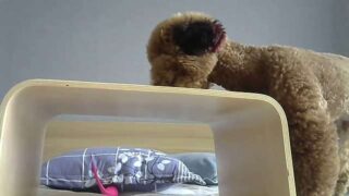 RIASAKURAI naked stripping on cam for live sex video chat